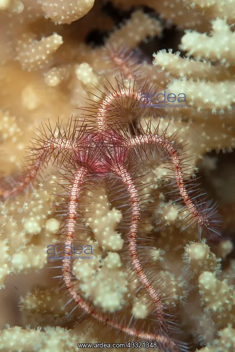 : Brittle Star - on coral during night dive : Brittle Star - on coral during night dive