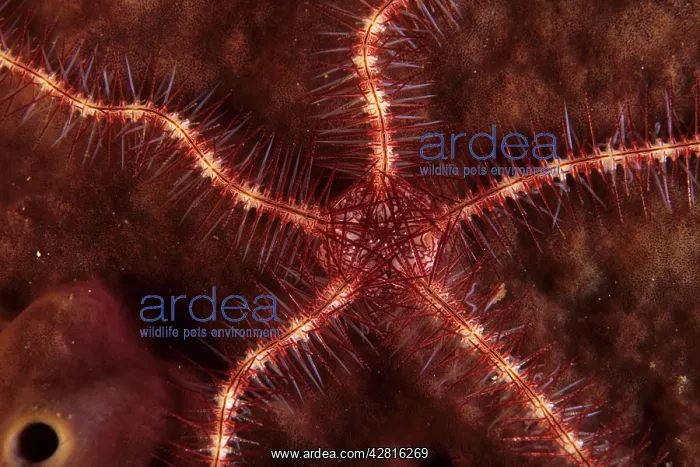 : Brittle star, Ophiothrix sp. Walindi, West New Britain, Pa : Brittle star, Ophiothrix sp. Walindi, West New Britain, Pa