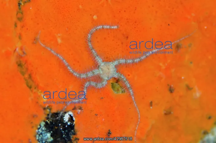 : Brittle Star - River dive site, Tulamben, Karangasem : Brittle Star - River dive site, Tulamben, Karangasem