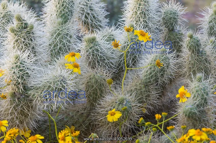  : Brittlebush or brittlebrush (Encelia farinosa) flowers