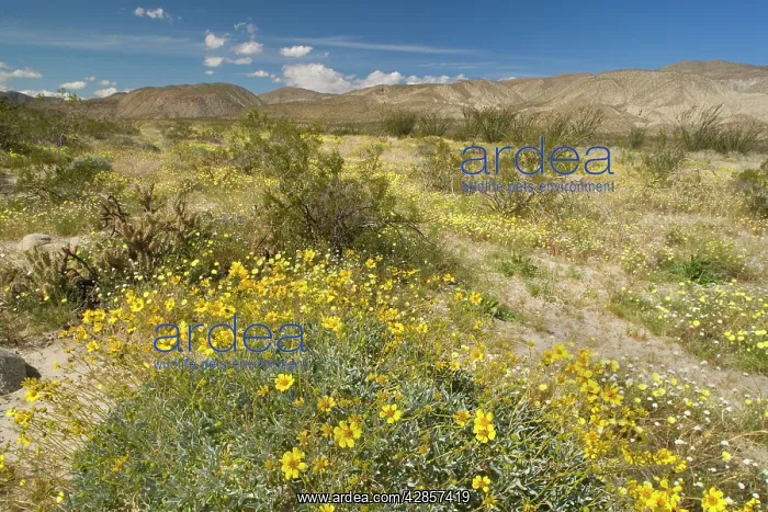 : Brittlebush, Desert Dandelion (Malacothrix glabrata) : Brittlebush, Desert Dandelion (Malacothrix glabrata)