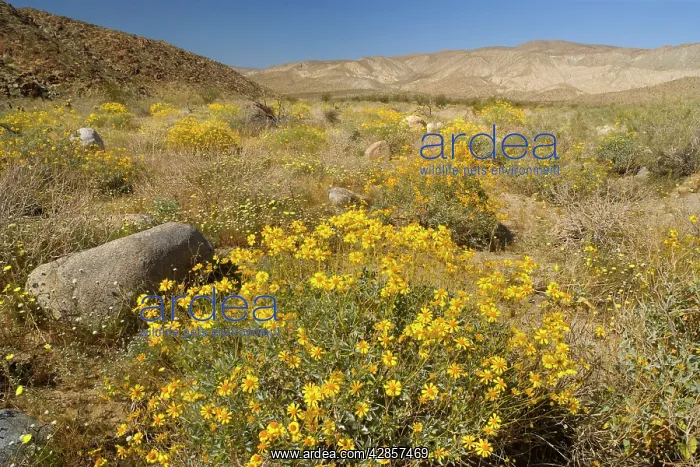 : Brittlebush and Desert Dandelions (Malacothrix glabrata) : Brittlebush and Desert Dandelions (Malacothrix glabrata)