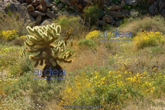 : Brittlebush, Desert Dandelions (Malacothrix glabrata) : Brittlebush, Desert Dandelions (Malacothrix glabrata)