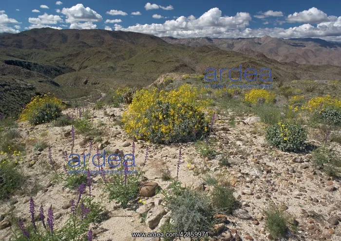 : Brittlebush in flower : Brittlebush in flower
