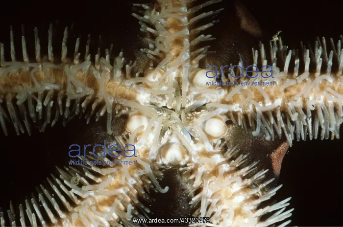 : BRITTLESTARS - Showing Mouth Spines and Tube Feet : BRITTLESTARS - Showing Mouth Spines and Tube Feet