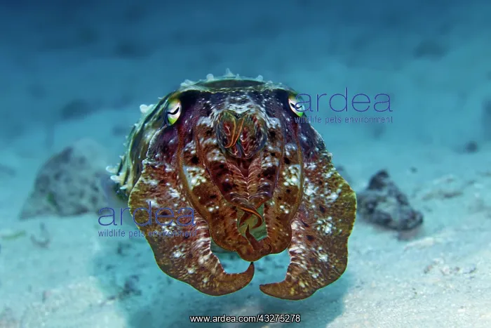 : Broad-armed broadclub cuttlefish (Sepia latimanus) : Broad-armed broadclub cuttlefish (Sepia latimanus)