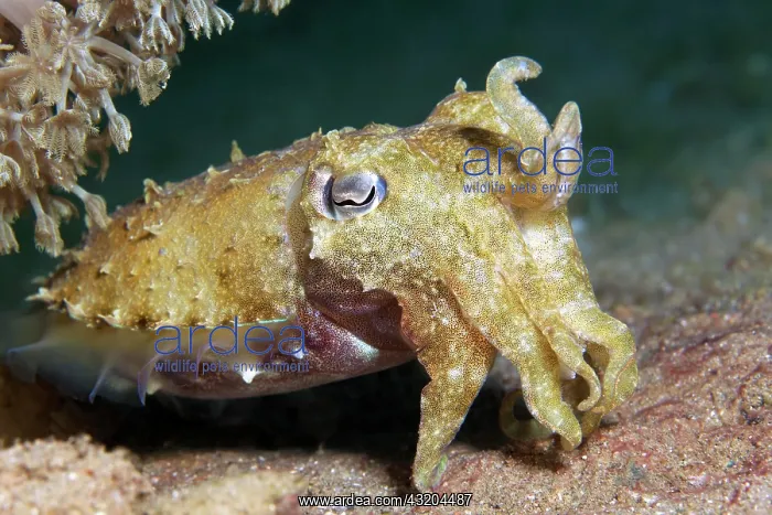 : Broad-armed Sepia, or Broadclub Cuttlefish (Sepia : Broad-armed Sepia, or Broadclub Cuttlefish (Sepia