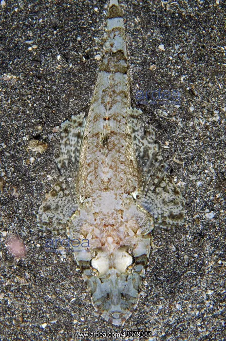 : Broad-band Flathead : Broad-band Flathead