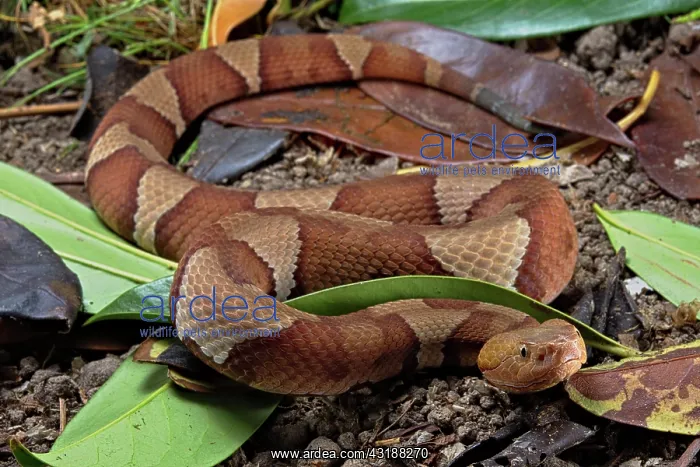 : Broad-banded Copperhead (Agkistrodon contortrix : Broad-banded Copperhead (Agkistrodon contortrix