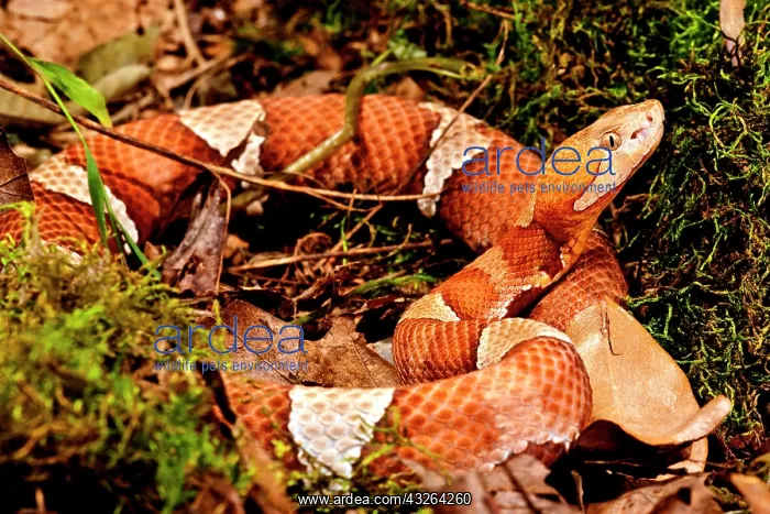 : Broad-banded Copperhead, Agkistrodon contortrix : Broad-banded Copperhead, Agkistrodon contortrix
