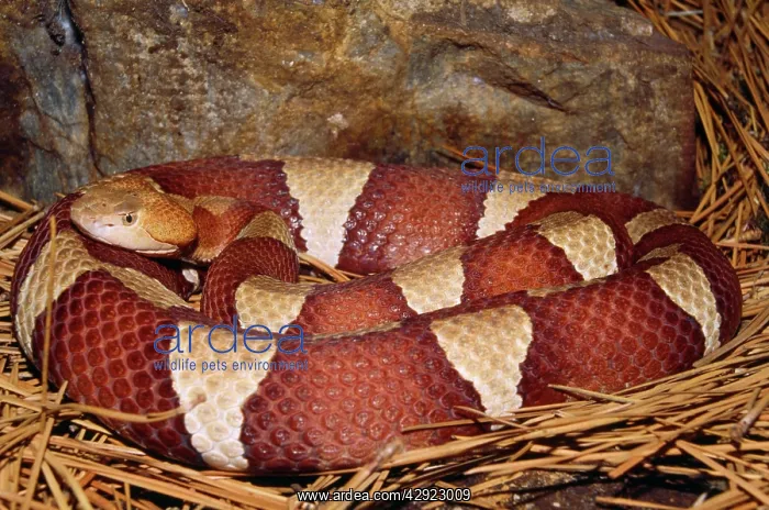 : Broad-banded Copperhead Snake : Broad-banded Copperhead Snake
