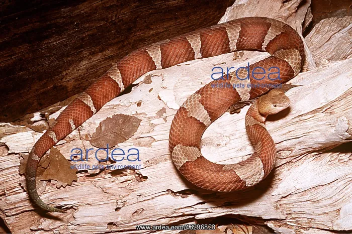 : BROAD-BANDED COPPERHEAD SNAKE : BROAD-BANDED COPPERHEAD SNAKE