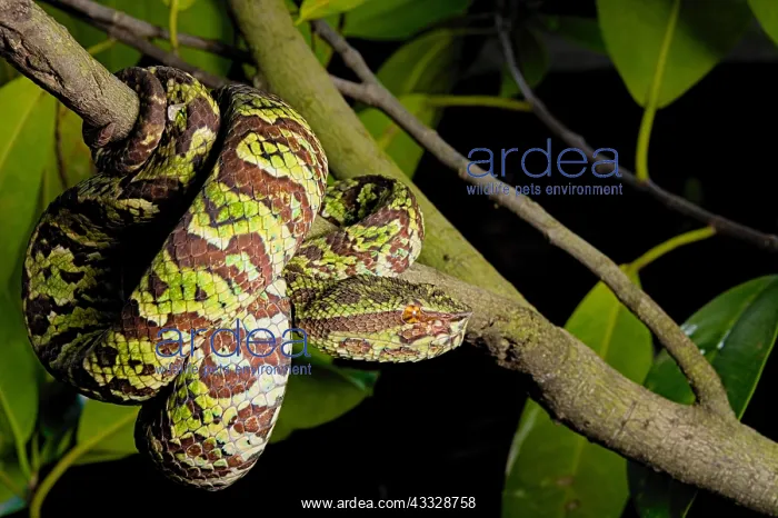 : Broad Banded Pit Viper (Tropidolaemus laticinctus) : Broad Banded Pit Viper (Tropidolaemus laticinctus)