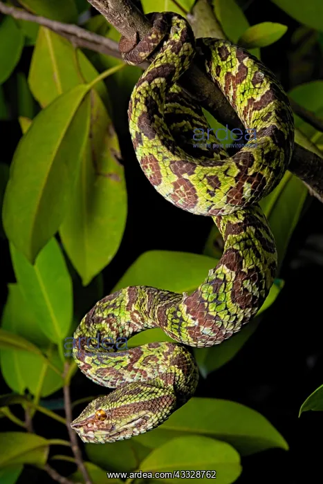 : Broad Banded Pit Viper (Tropidolaemus laticinctus) : Broad Banded Pit Viper (Tropidolaemus laticinctus)