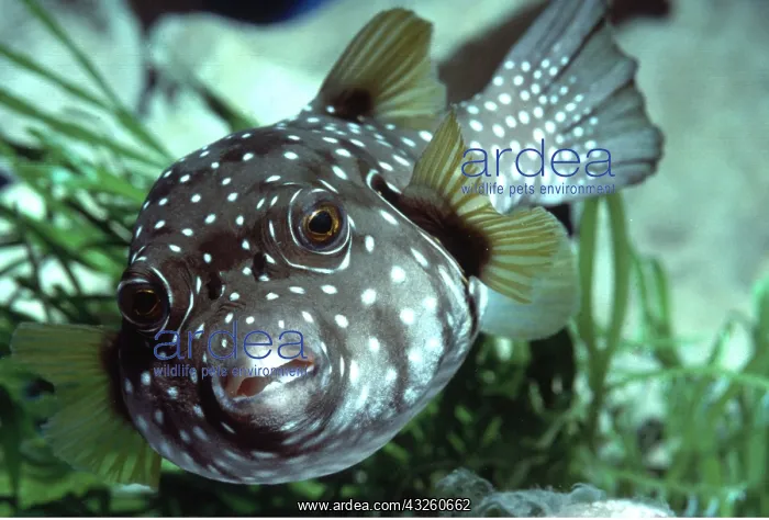 : Broad-Barred Pufferfish - Poisonous flesh (gonads & liver) : Broad-Barred Pufferfish - Poisonous flesh (gonads & liver)