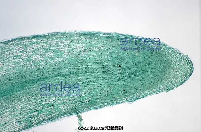 : Broad Bean Root Tip - shows cell division / mitosis : Broad Bean Root Tip - shows cell division / mitosis