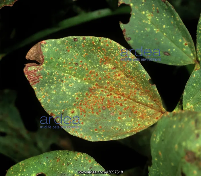 : Broad bean rust : Broad bean rust