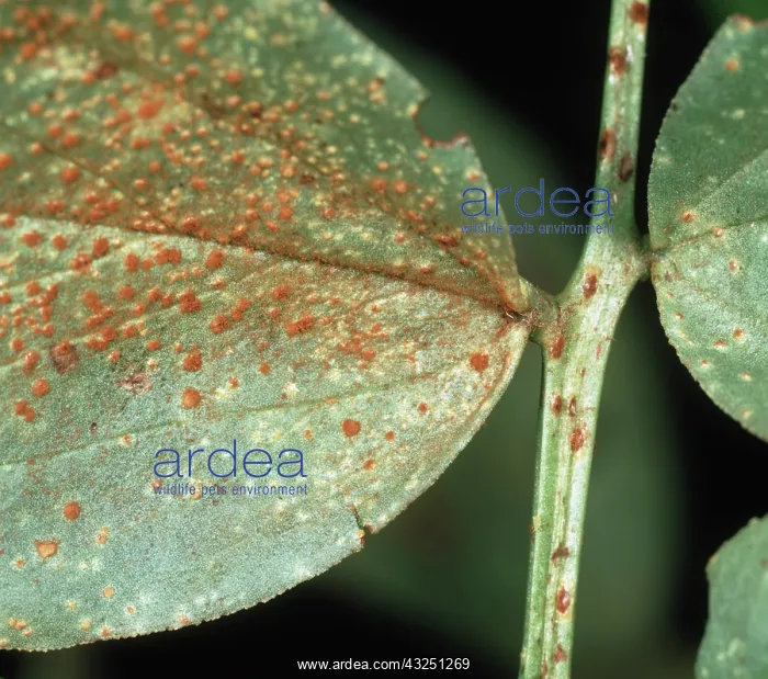 : Broad bean rust : Broad bean rust