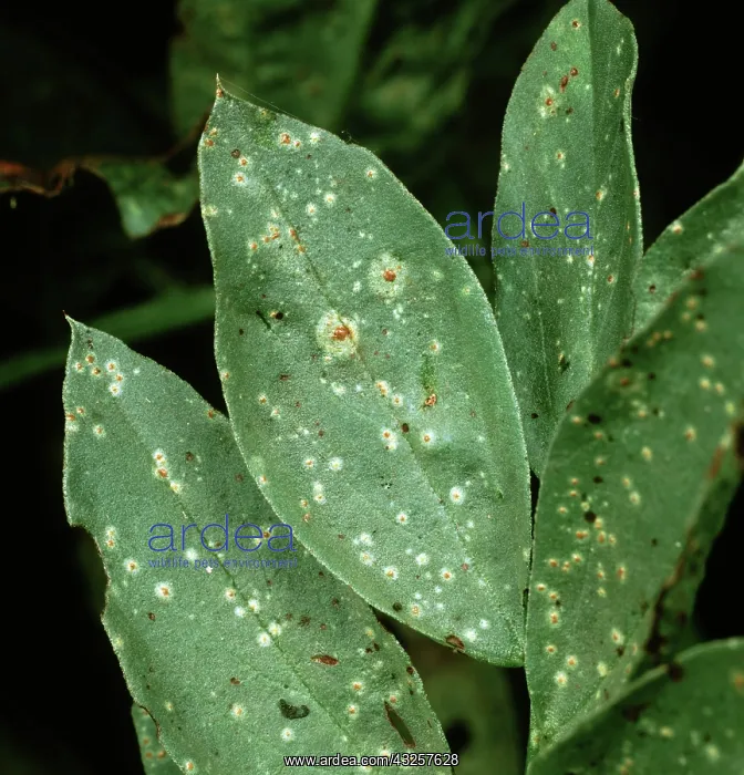: Broad bean rust : Broad bean rust