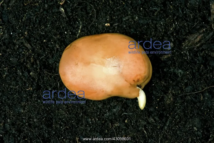  : Broad Bean Seed Germinating