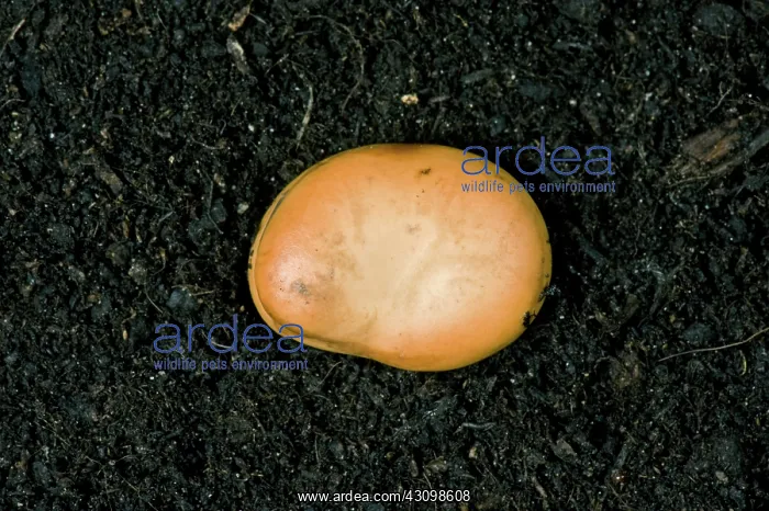: Broad Bean Seed Germinating : Broad Bean Seed Germinating