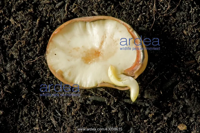 : Broad Bean Seed Germinating : Broad Bean Seed Germinating