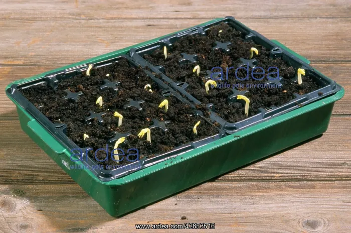 : Broad Bean Seedlings - in seed tray : Broad Bean Seedlings - in seed tray