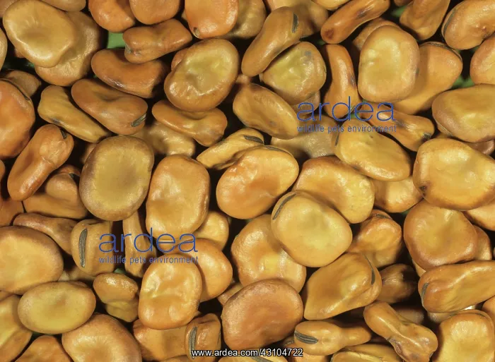 : Broad bean seeds : Broad bean seeds