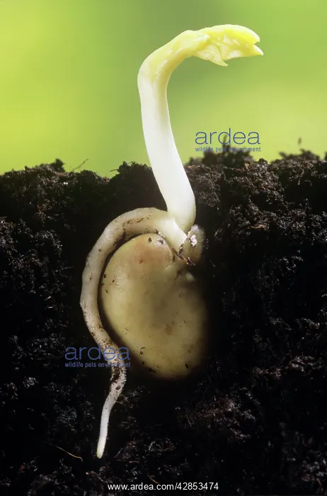 : Broad Bean - shoot appearing above soil : Broad Bean - shoot appearing above soil