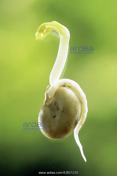  : Broad Bean - showing root