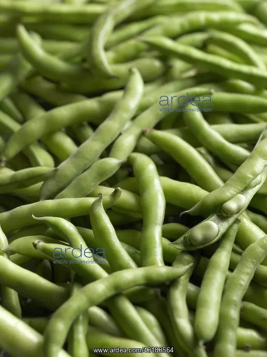  : Broad bean, Vicia faba, Top view of a mass of pods