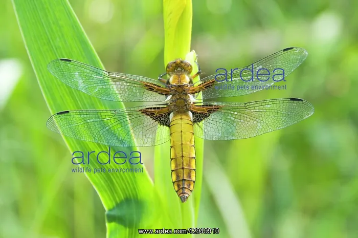 : Broad Bellied Chaser - Female on yellow flag : Broad Bellied Chaser - Female on yellow flag