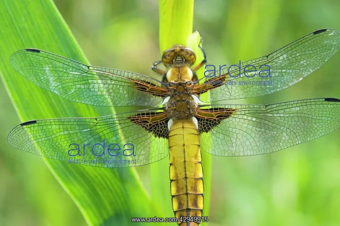 : Broad Bellied Chaser - Female on yellow flag : Broad Bellied Chaser - Female on yellow flag