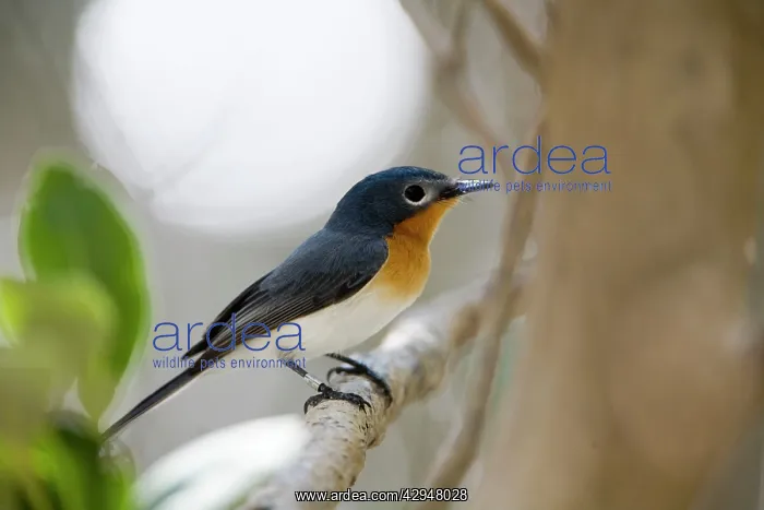 : Broad-billed Flycatcher : Broad-billed Flycatcher