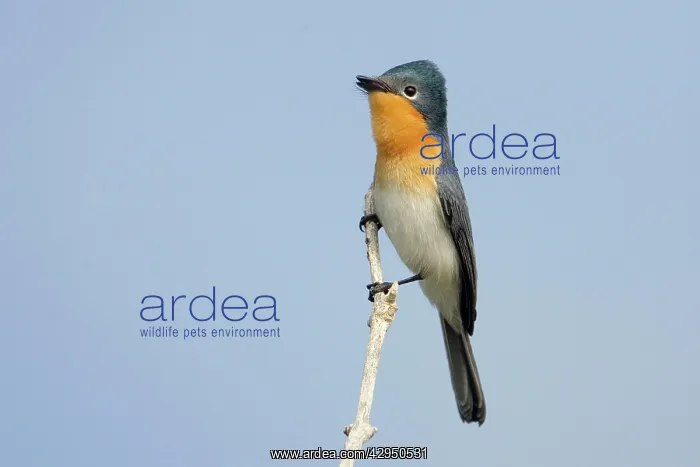 : Broad-billed Flycatcher : Broad-billed Flycatcher