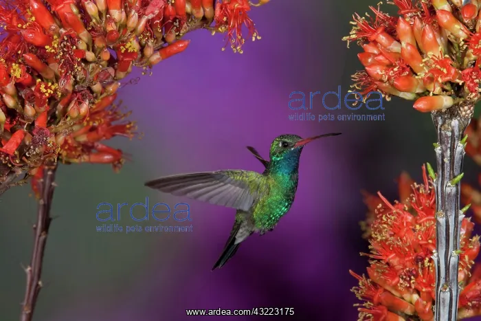 : Broad-billed Humingbird, Cynanthus latirostris : Broad-billed Humingbird, Cynanthus latirostris