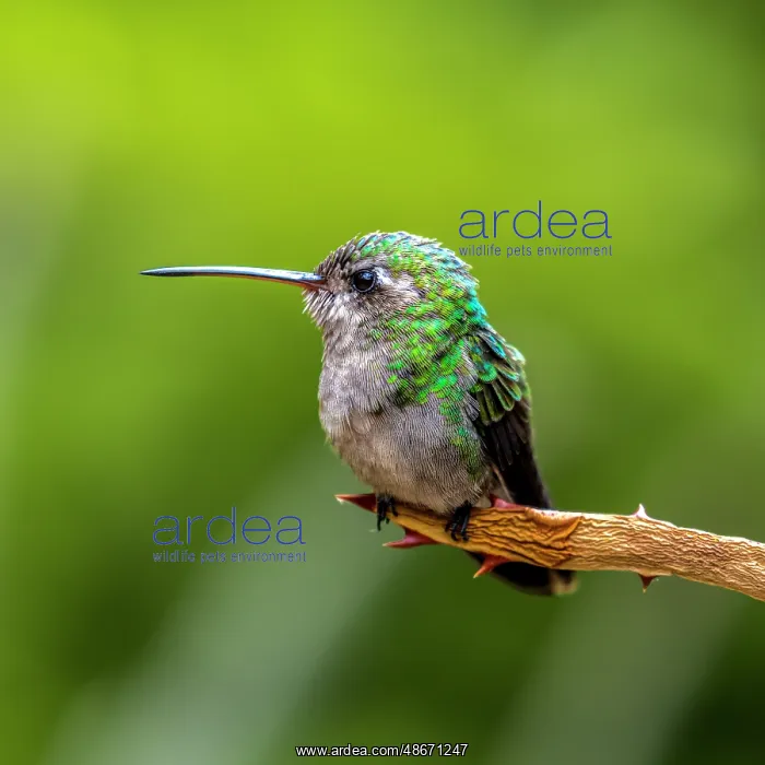 : A broad-billed humming bird perched : A broad-billed humming bird perched