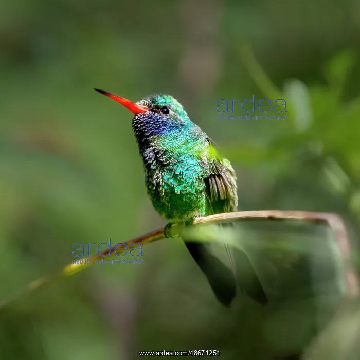 : A broad-billed humming bird perched : A broad-billed humming bird perched