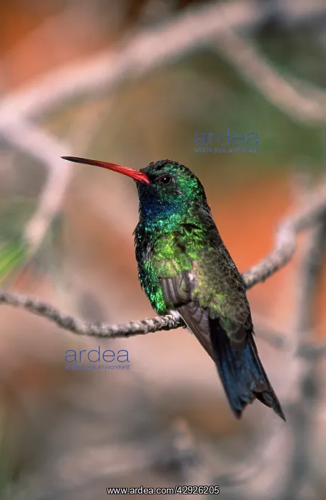 : BROAD-BILLED HUMMINGBIRD : BROAD-BILLED HUMMINGBIRD