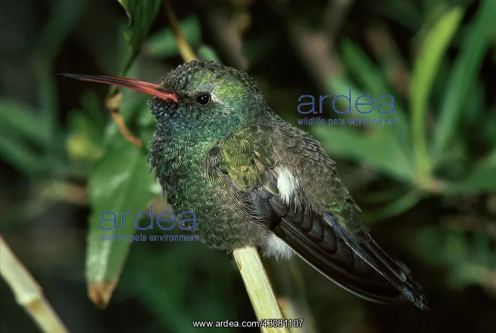  : Broad-Billed Hummingbird