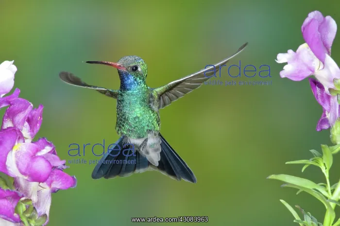 : Broad-billed Hummingbird : Broad-billed Hummingbird