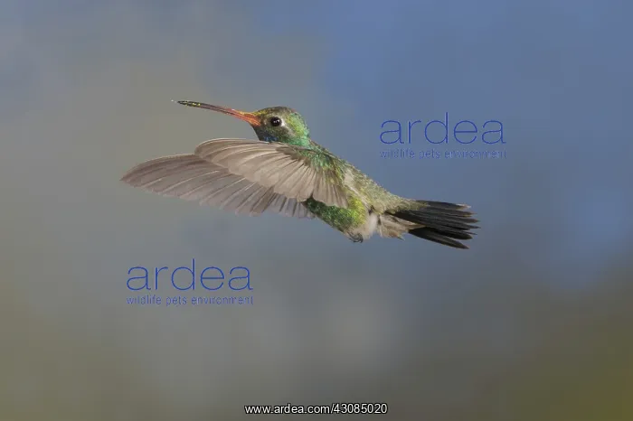 : Broad-Billed Hummingbird : Broad-Billed Hummingbird