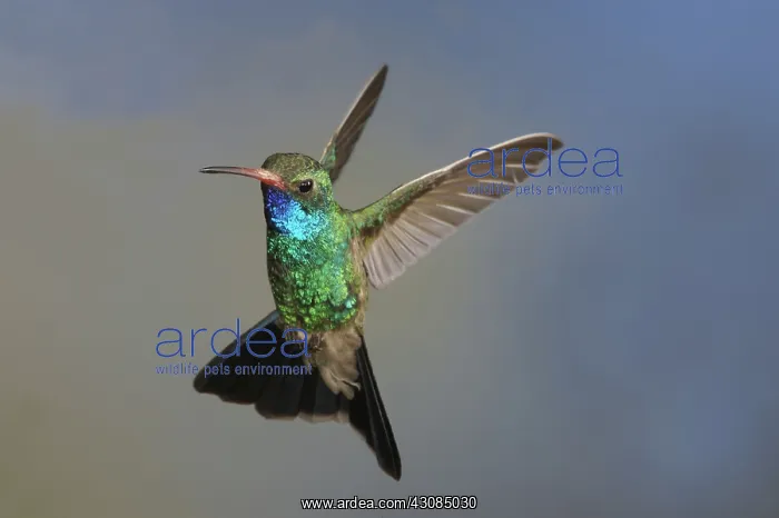 : Broad-Billed Hummingbird : Broad-Billed Hummingbird