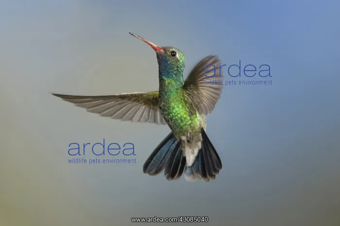 : Broad-Billed Hummingbird : Broad-Billed Hummingbird