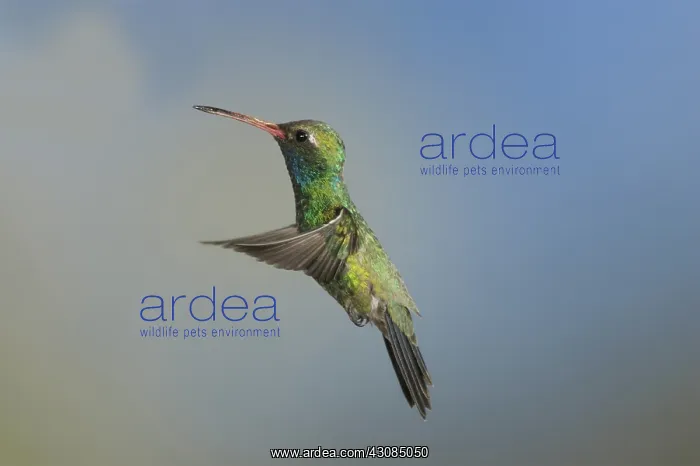 : Broad-Billed Hummingbird : Broad-Billed Hummingbird