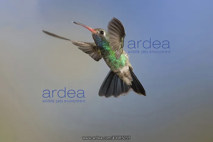: Broad-Billed Hummingbird : Broad-Billed Hummingbird