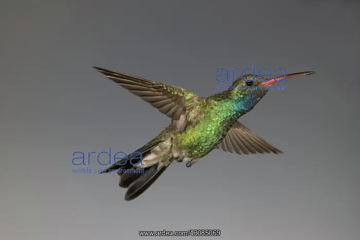 : Broad-Billed Hummingbird : Broad-Billed Hummingbird
