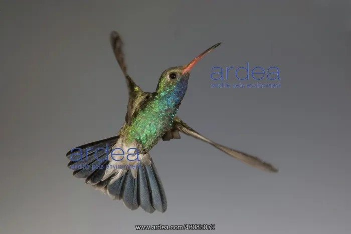 : Broad-Billed Hummingbird : Broad-Billed Hummingbird