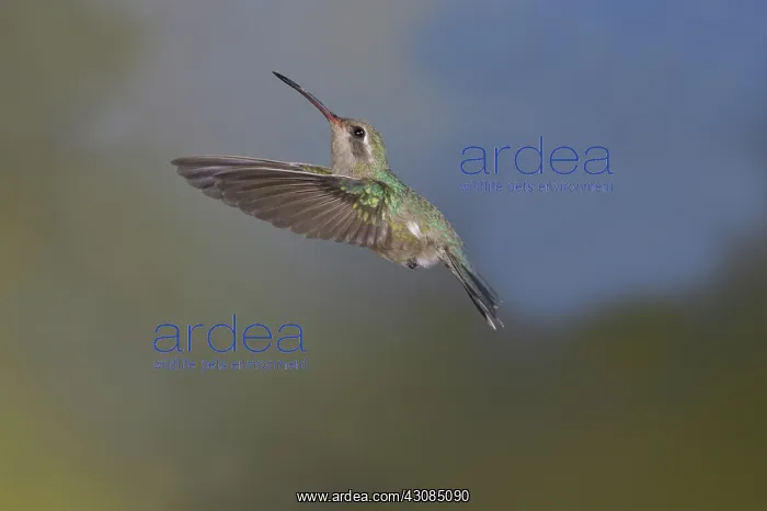 : Broad-Billed Hummingbird : Broad-Billed Hummingbird