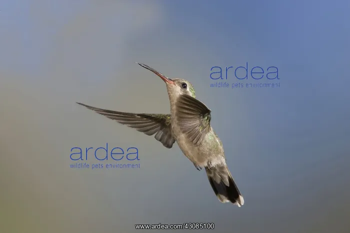 : Broad-Billed Hummingbird : Broad-Billed Hummingbird